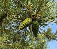Pinus sylvestris 'Glauca' - Grove den 'Glauca' - 4