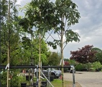 Aesculus x carnea 'Briotii'  - Rode Paardenkastanje - 1