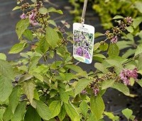 Callicarpa bodinieri 'Profusion' - Schoonvrucht - 1