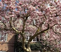 Magnolia soulangeana - Magnolia soulangeana - 3