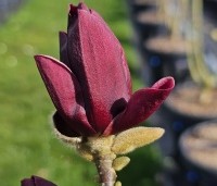 Magnolia 'Genié' - Magnolia 'Genié' - maart 2024