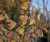 Cornus sanguinea - Rode kornoelje - herfst