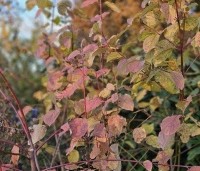 Cornus sanguinea - Rode kornoelje - herfst