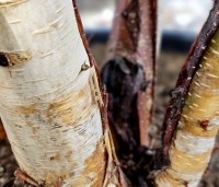 Betula albosinensis 'Fascination' - Zilverberk 'Fascination' - 1