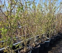 Acer campestre - Veldesdoorn - 1