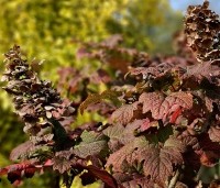 Hydrangea Quercifolia 'Ruby Slippers' - Roze bloeiende eikenblad hortensia - najaar