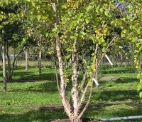 Betula nigra - Zwarte berk - 2