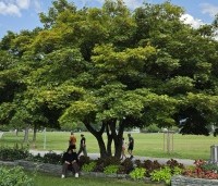 Acer pseudoplatanus - Gewone esdoorn - 8