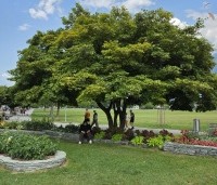 Acer pseudoplatanus - Gewone esdoorn - 7