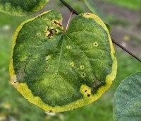 Cercis siliquastrum - Judasboom - 6