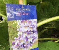 Paulownia fortunei 'Fast Blue' - Anna Paulownaboom 'Fast Blue' - 1