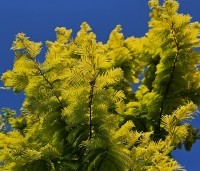 Metasequoia glyptostroboides 'Gold Rush' - Chinese Moerascipres 'Gold Rush' - 1