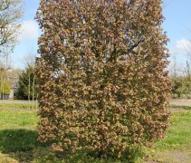 Acer campestre 'Red Shine'