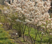 Amelanchier lamarki