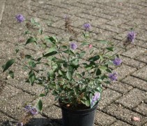 Buddleja dav. 'Lochinch