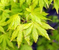Acer palmatum 'Going Green' - Japanse esdoorn 'Going Green' - 1