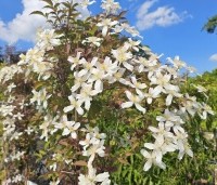 Clematis montana 'Grandiflora' - Bosrank 'Grandiflora' - 2