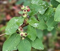Amelanchier alnifolia 'Obelisk' - Krentenboompje 'Obelisk' - 1