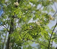 Sorbus aucuparia - Lijsterbes - 3