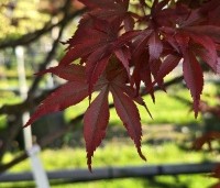 Acer palmatum 'Beni Hagoromo' - Japanse Esdoorn 'Beni Hagoromo' - 5