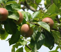 Malus domestica 'Karmijn de Sonnaville'
