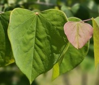 Cercis canadensis - Amerikaanse Judasboom - 1
