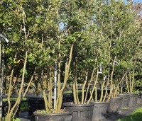 Quercus ilex - Steeneik - 1