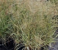 Panicum virgatum 'Prairie Sky' - Vingergras 'Prairie Sky' - 2