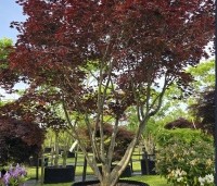 Acer palmatum 'Fireglow' - Japanse Esdoorn 'Fireglow' - 4