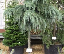 Cedrus deodara 'Feelin Blue'