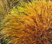 Hakonechloa macra