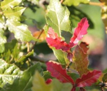 Mexicaanse Eik 'Maya' in herfstkleuren