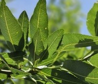 Prunus dulcis 'Robijn' - Amandel 'Robijn' - 1