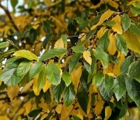 Sycoparrotia semidecidua - Schijnparrotia - 6