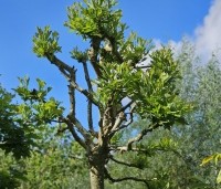 Platanus x hispanica 'Alphen's Globe' - Plataan - 2