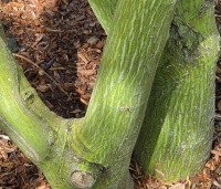 Acer davidii  - Chinese esdoorn - 5