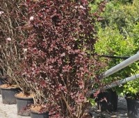 Physocarpus opulifolius 'Lady In Red' - Blaasspiraea 'Lady In Red' - 5