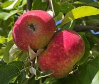 Malus dom. 'Ingrid Marie' - Malus dom. 'Ingrid Marie' - 1