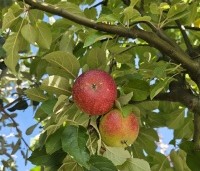 Malus dom. 'Ingrid Marie' - Malus dom. 'Ingrid Marie' - 2