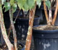 Betula albosinensis 'Fascination' - Zilverberk 'Fascination' - 9