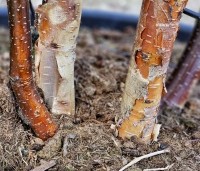 Betula albosinensis 'Fascination' - Zilverberk 'Fascination' - 8