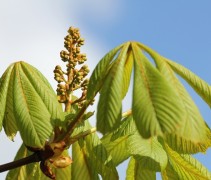 Aesculus carnea 