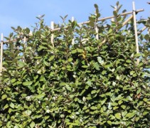 Elaeagnus Ebbingei