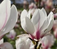 Magnolia soulangeana - Magnolia soulangeana - 1