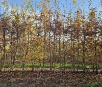 Carpinus betulus - Haagbeuk - herfst
