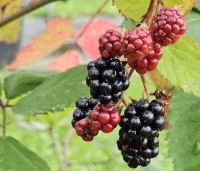 Rubus fruticosus 'Triple Crown' - Doornloze braam 'Triple Crown' - 1