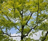 Gleditsia triacanthos 'Sunburst' - Valse christusdoorn - 1