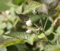Rubus fruticosus 'Thornfree' - Doornloze braam 'Thornfree' - 3