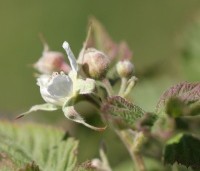 Rubus fruticosus 'Thornfree' - Doornloze braam 'Thornfree' - 4