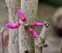 Cercis chinensis 'Avondale' - Chinese Judasboom 'Avondale'  - 1
